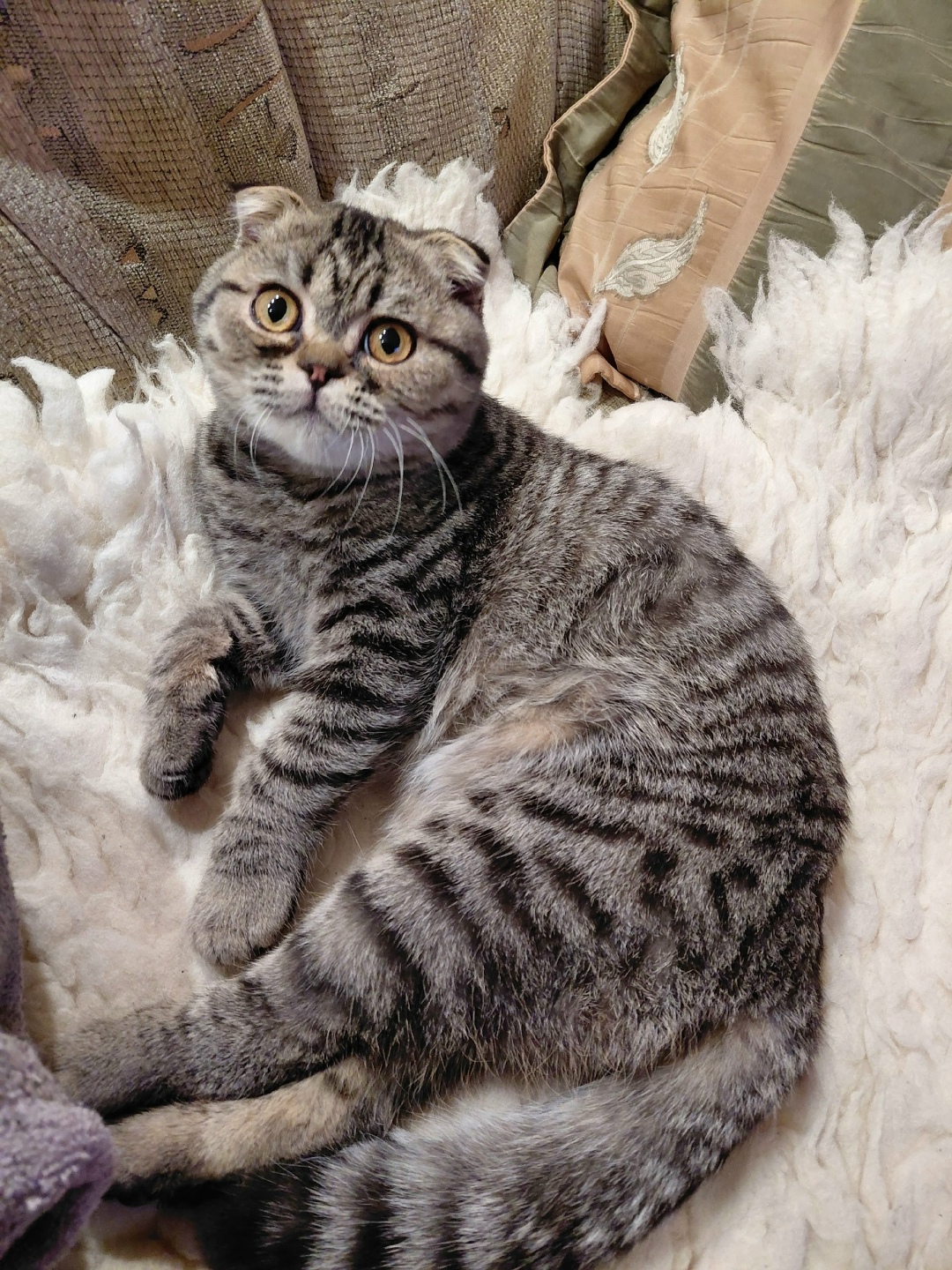 Найдена кошка в Кудрове — фото объявления