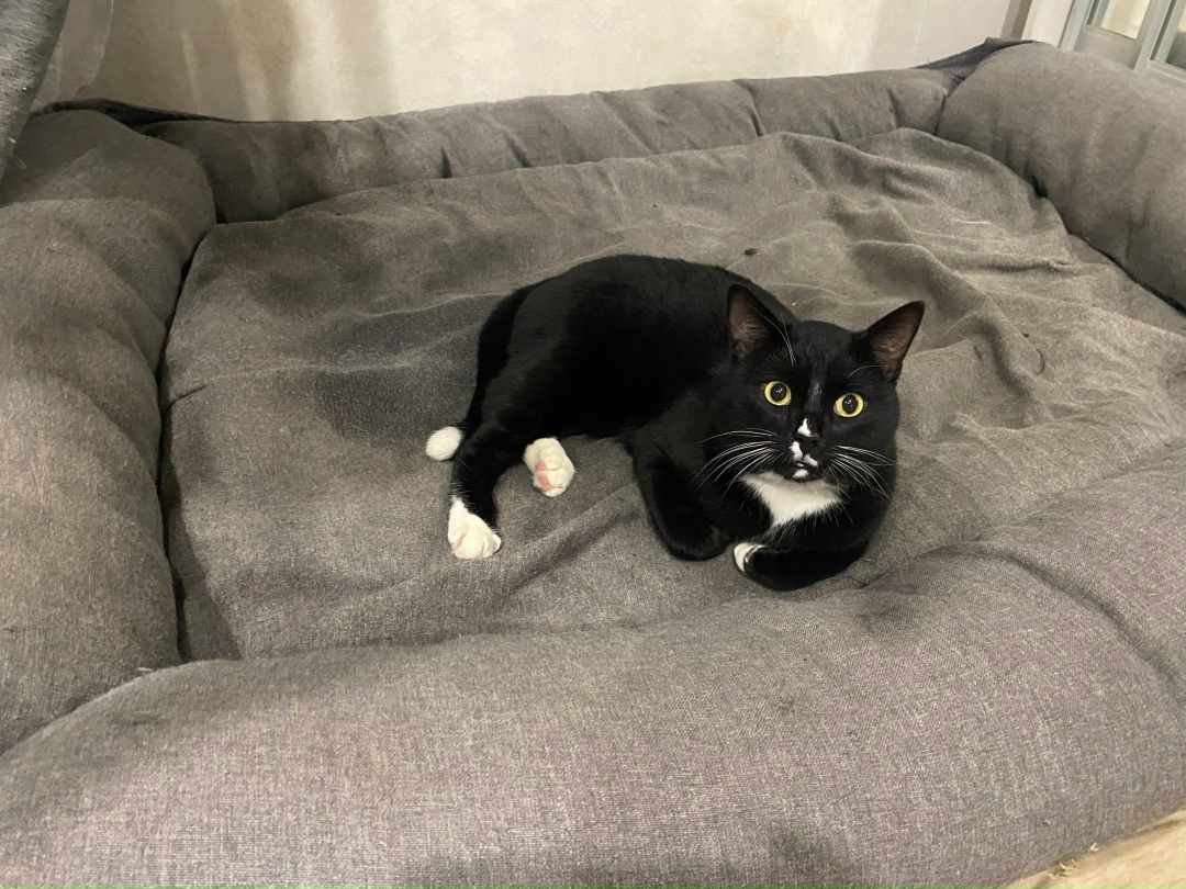 Найдена собака в Кудрове — фото объявления