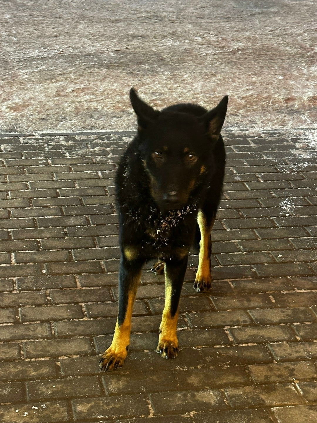 Найдена собака в Кудрове — фото объявления