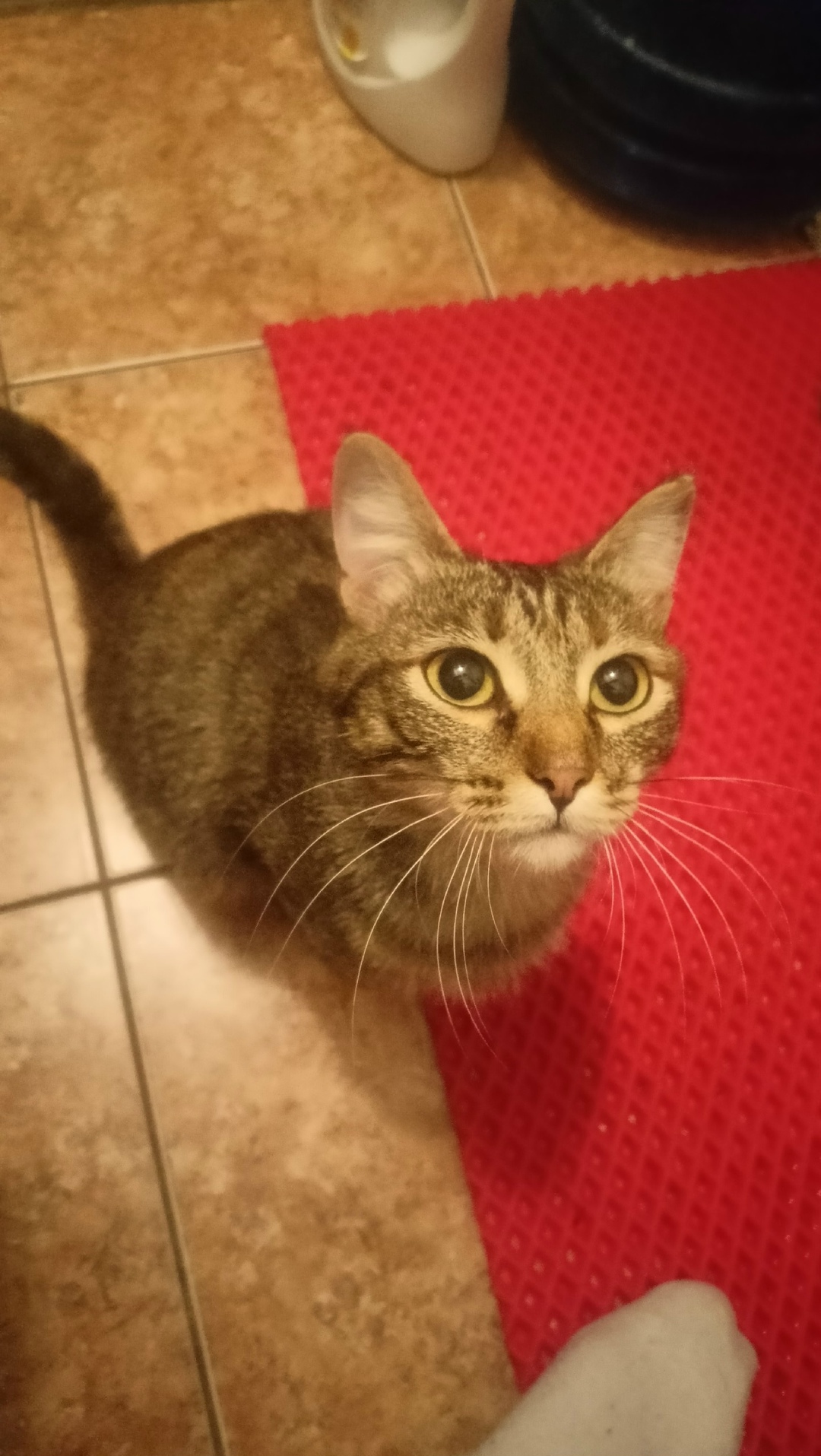 Пропала кошка в Кудрове — фото объявления