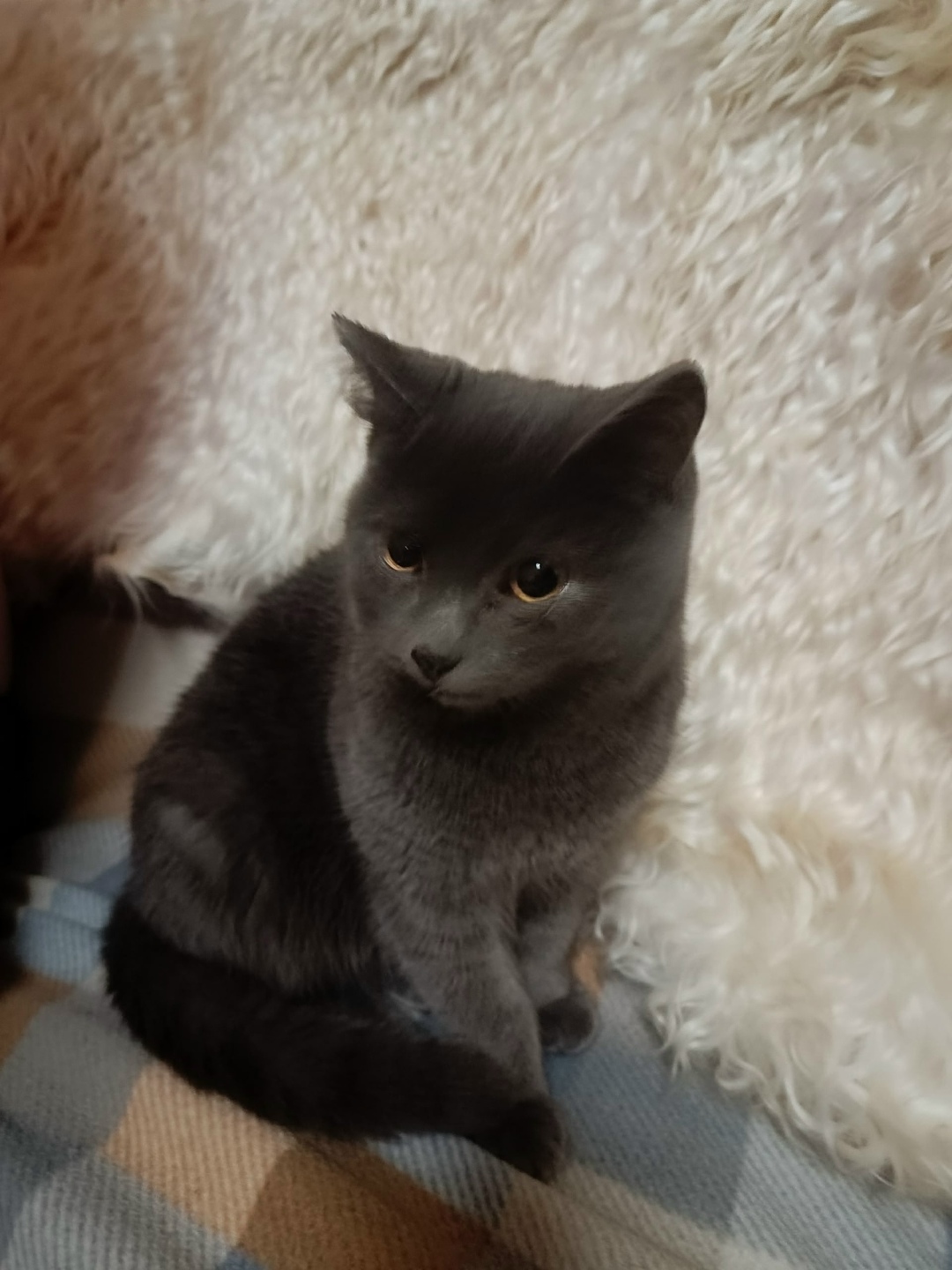 Пропала кошка в Кудрове — фото объявления