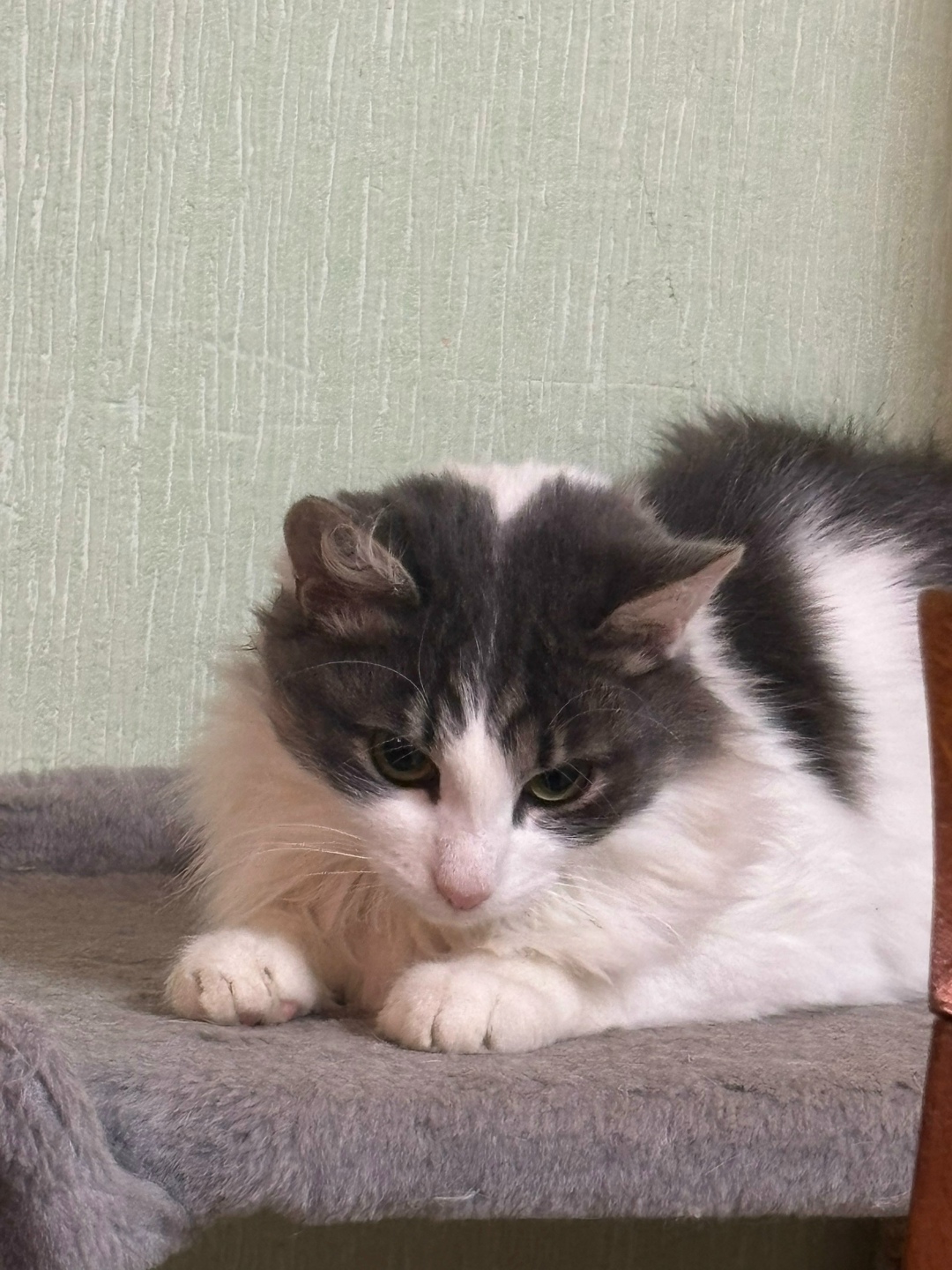 Пропала кошка в Кудрове — фото объявления