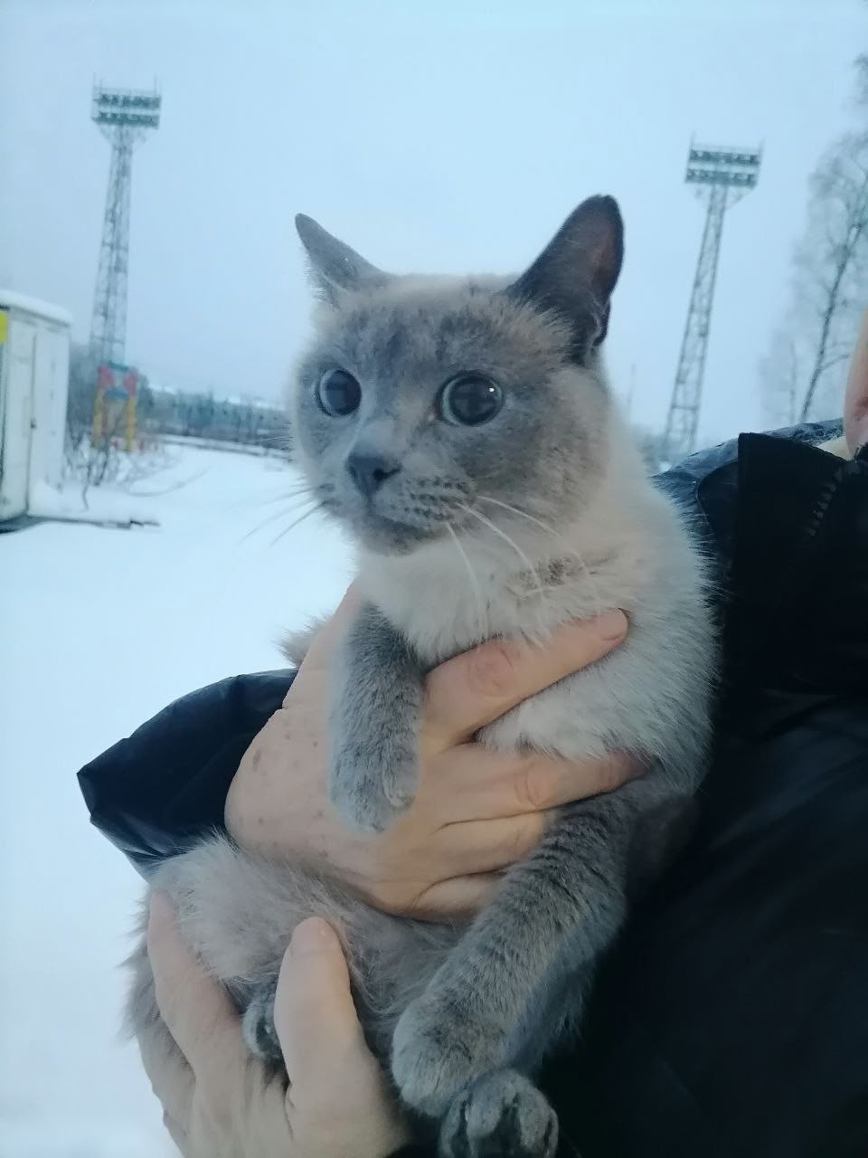 Найдена кошка в Кудрове — фото объявления