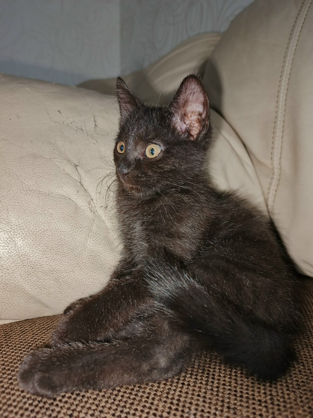 Пропала кошка в Кудрове — фото объявления