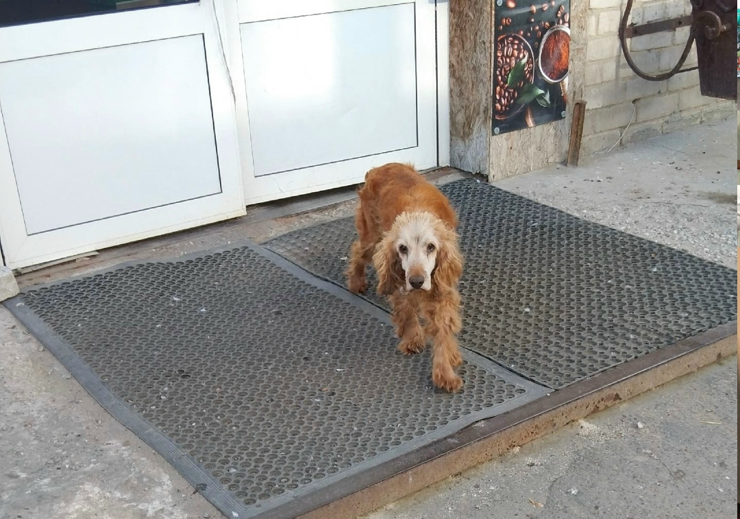 Пропала собака в Кудрове — фото объявления