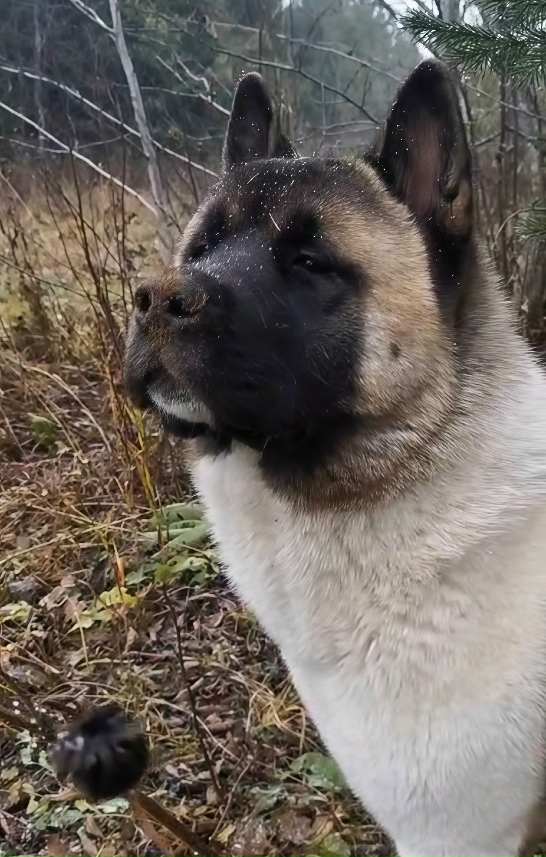Пропала собака в Кудрове — фото объявления