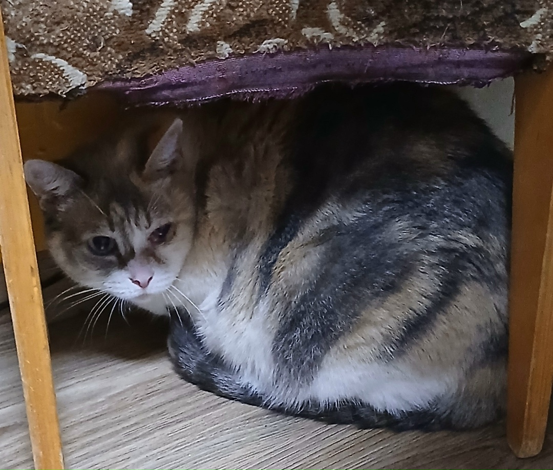 Найдена собака в Кудрове — фото объявления