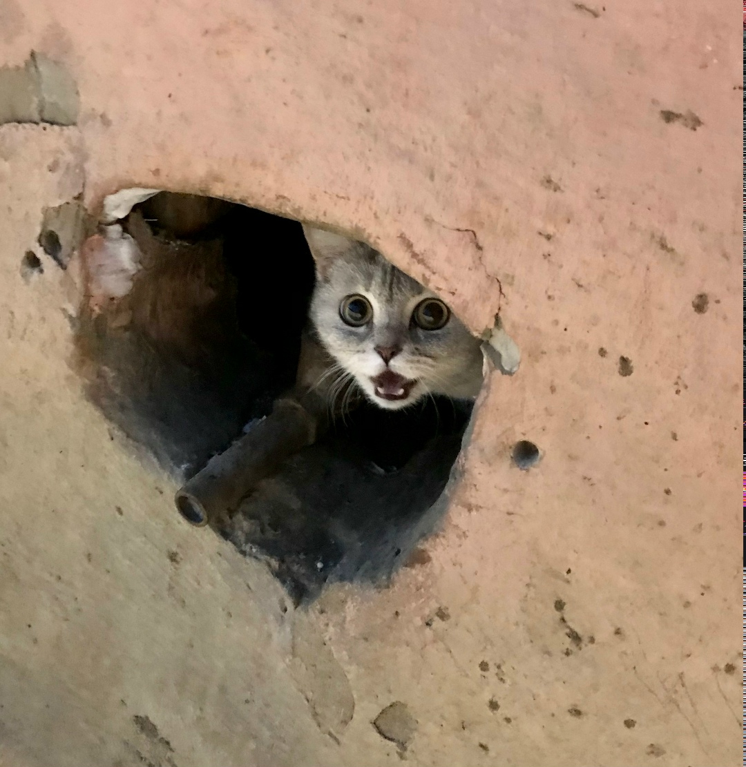 Найдена кошка в Кудрове — фото объявления