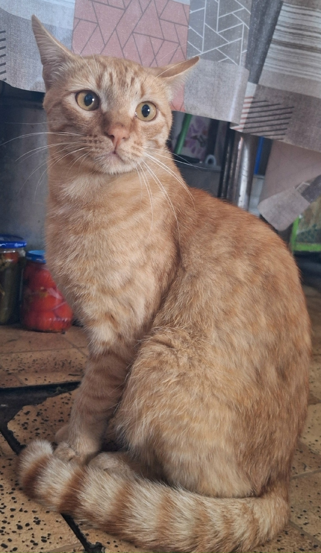 Пропала собака в Кудрове — фото объявления