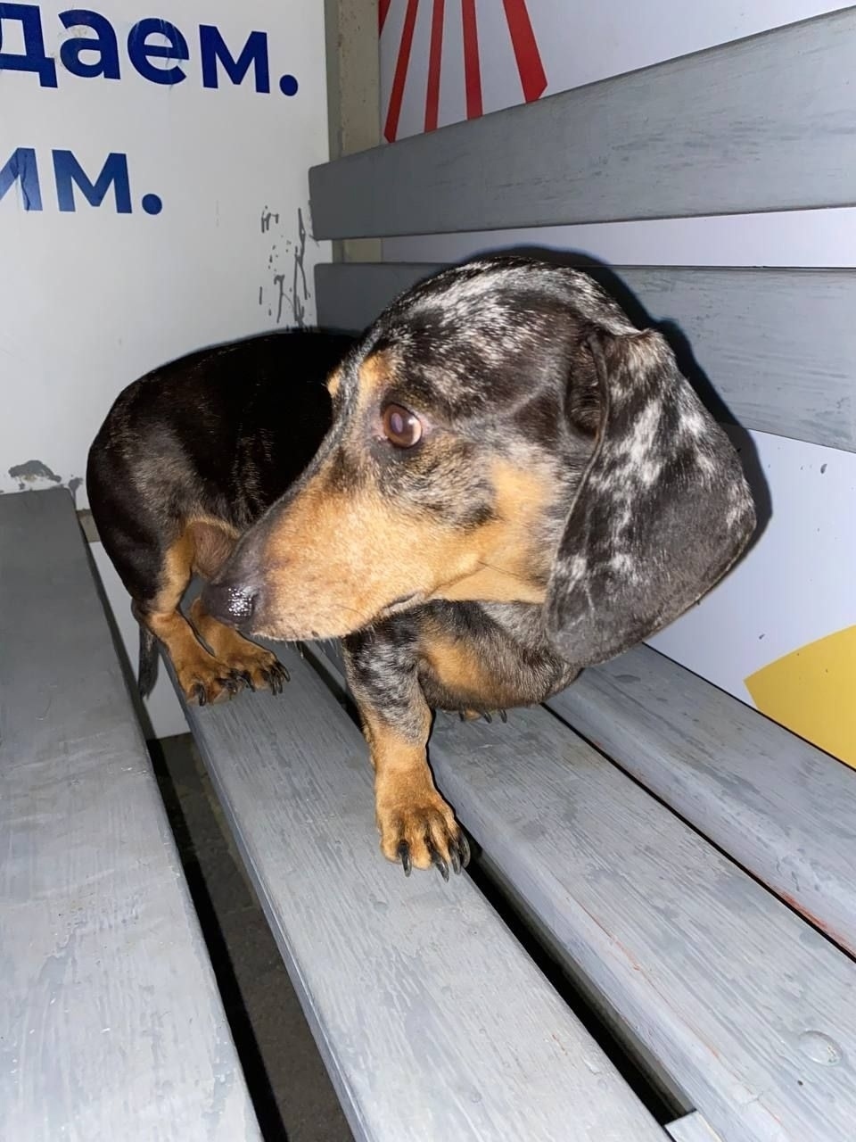 Найдена собака в Кудрове — фото объявления