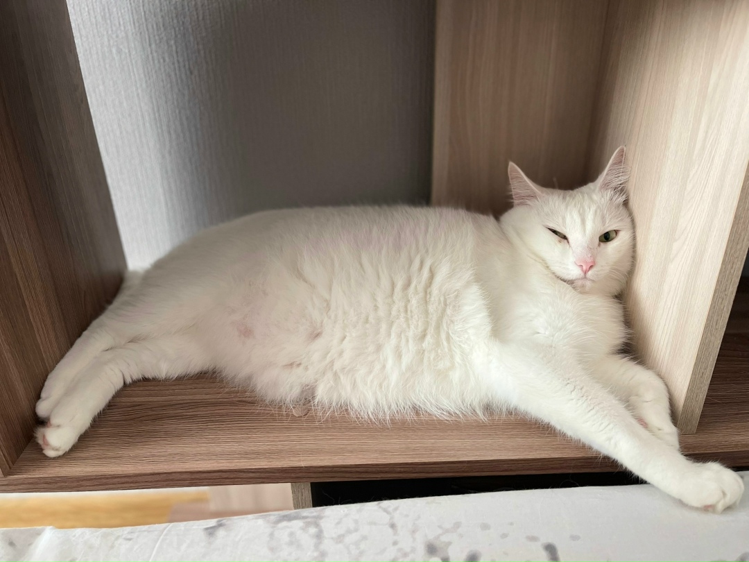 Пропала кошка в Кудрове — фото объявления