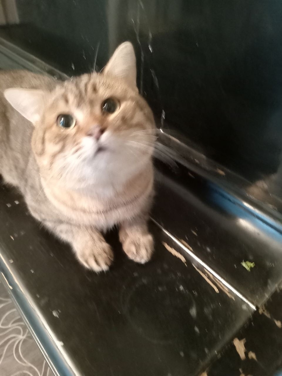 Найдена собака в Кудрове — фото объявления