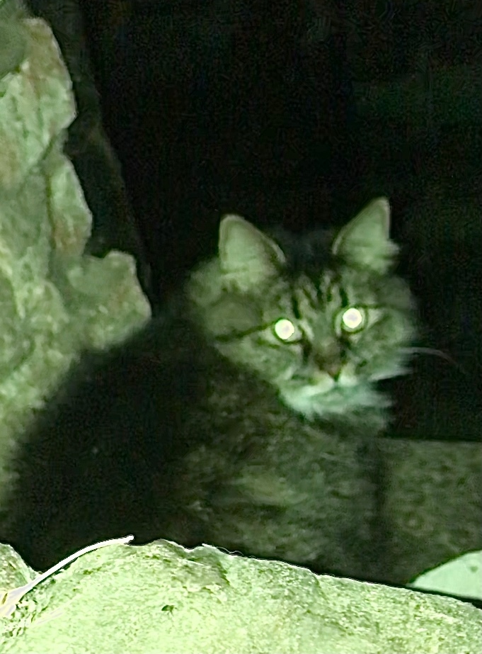 Найдена кошка в Кудрове — фото объявления