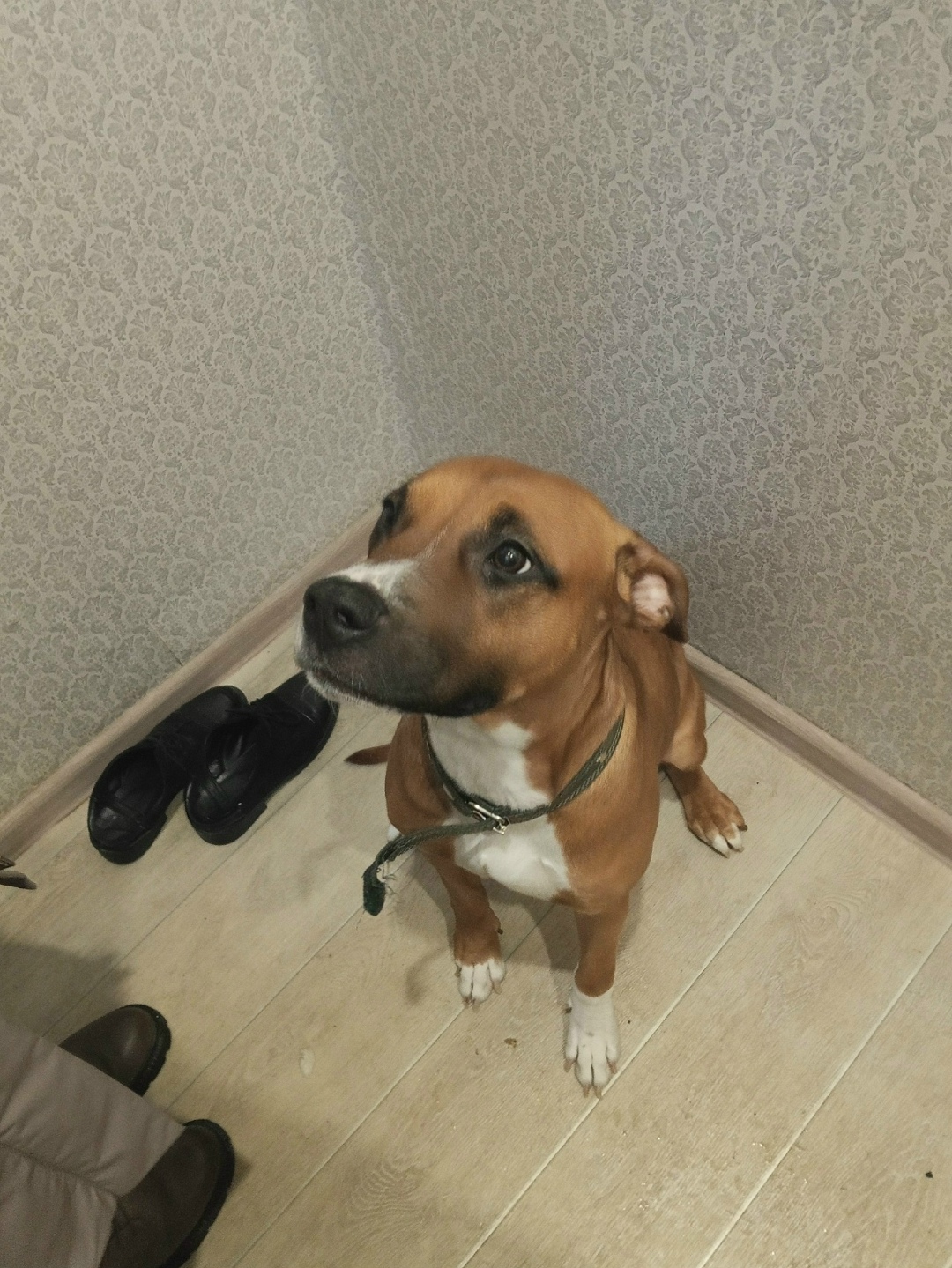 Найдена собака в Кудрове — фото объявления