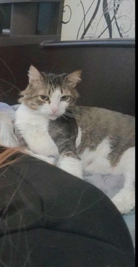 Пропала кошка в Кудрове — фото объявления