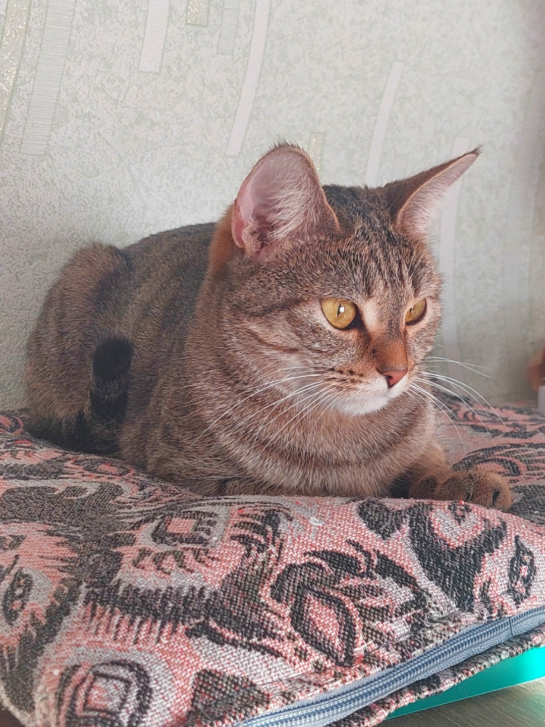 Пропала кошка в Кудрове — фото объявления