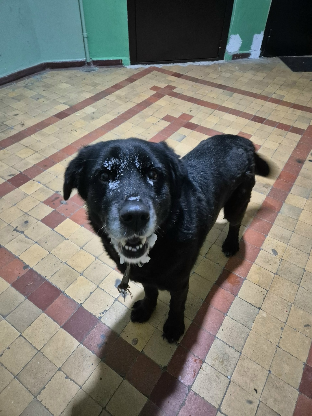 Найдена собака в Кудрове — фото объявления