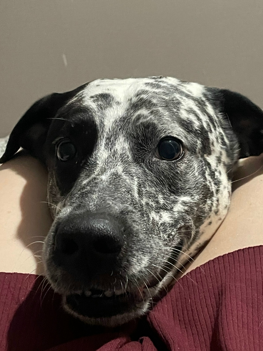 Пропала собака в Кудрове — фото объявления