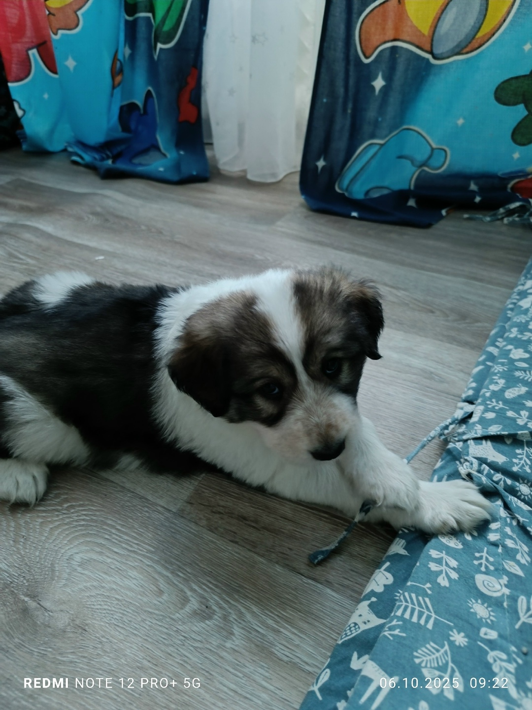 Найдена собака в Кудрове — фото объявления