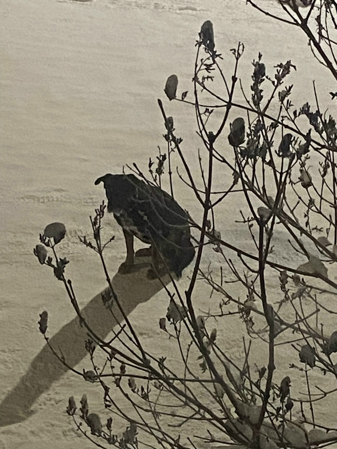 Пропала собака в Кудрове — фото объявления