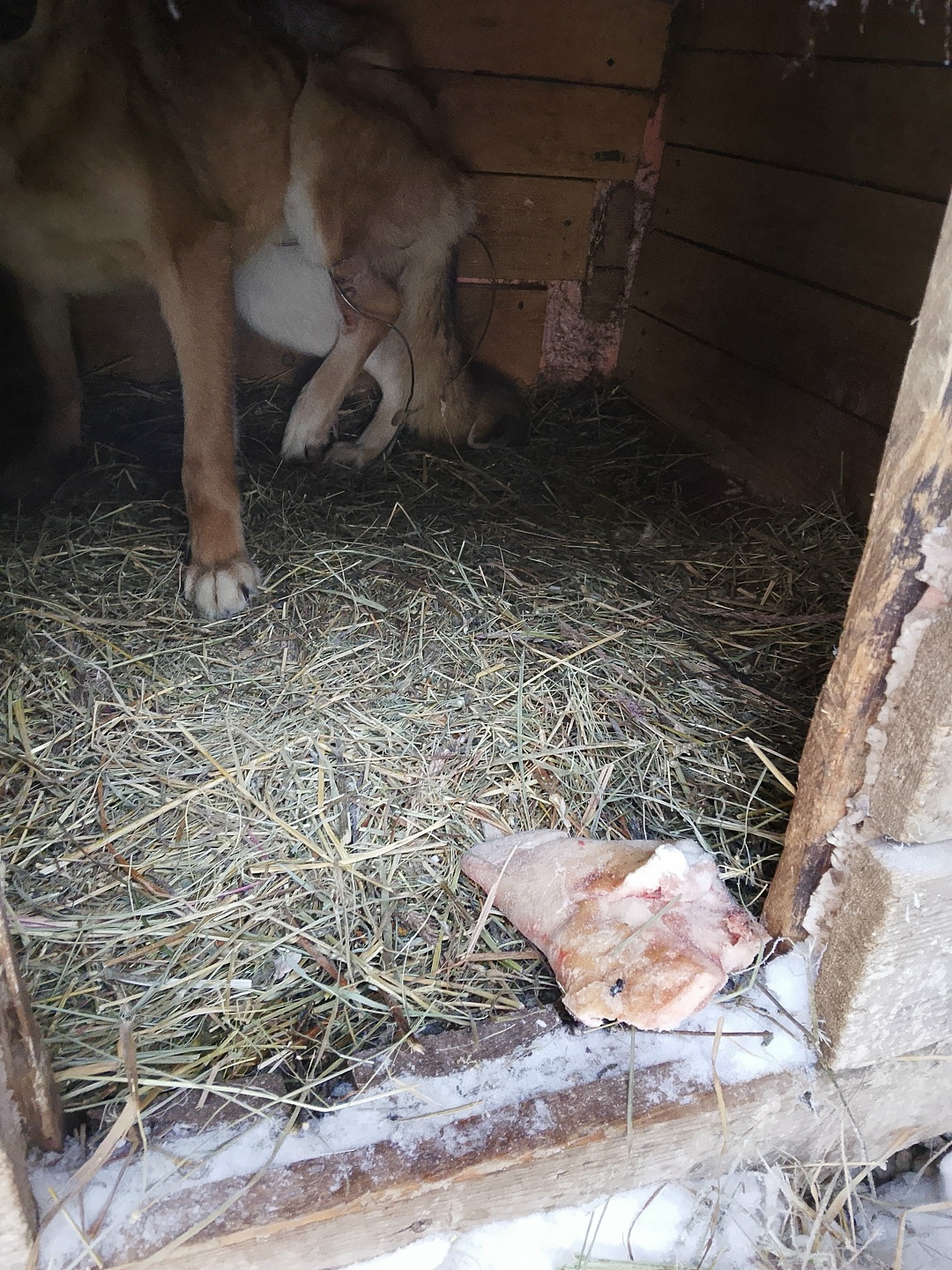 Найдена собака в Кудрове — фото объявления