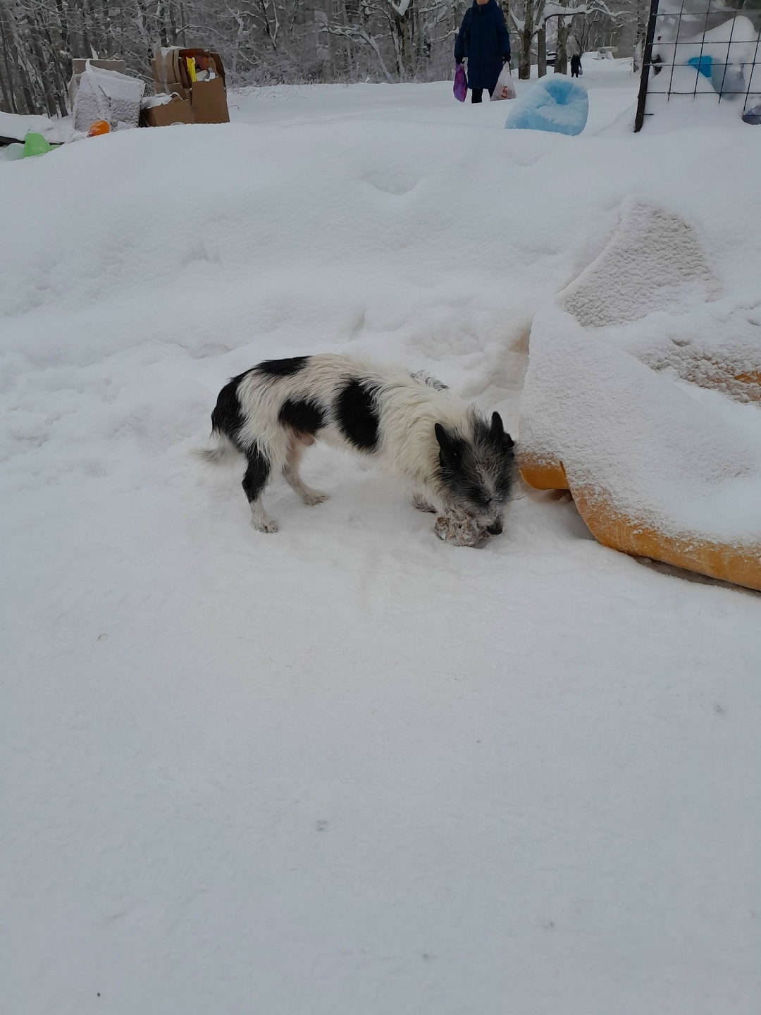 Пропала собака в Кудрове — фото объявления