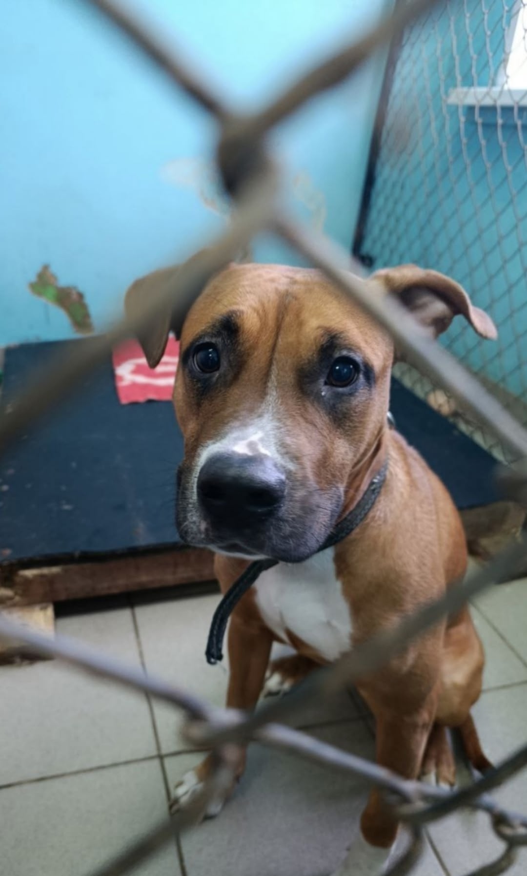 Найдена собака в Кудрове — фото объявления