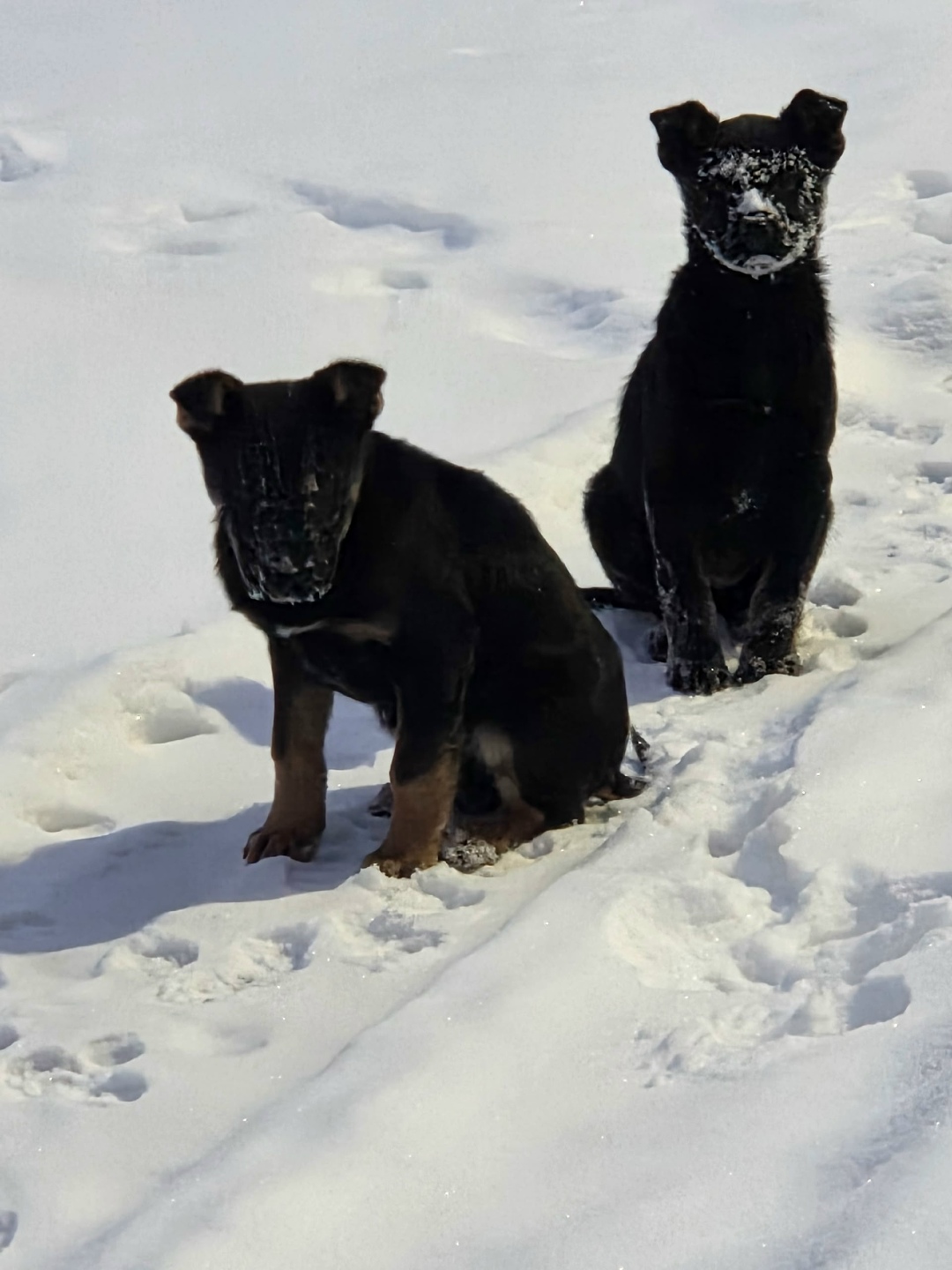 Найдена собака в Кудрове — фото объявления