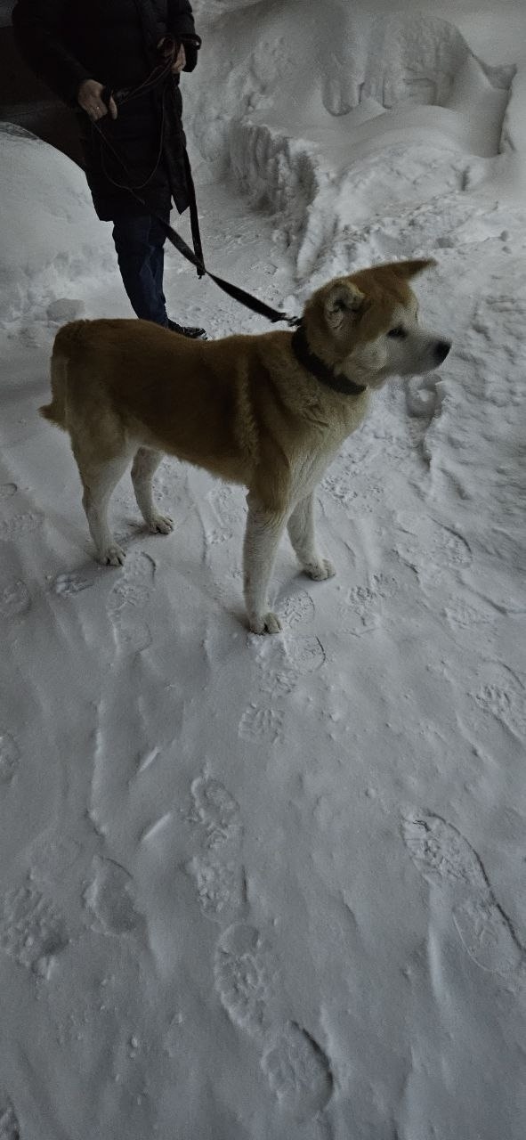 Найдена собака в Кудрове — фото объявления