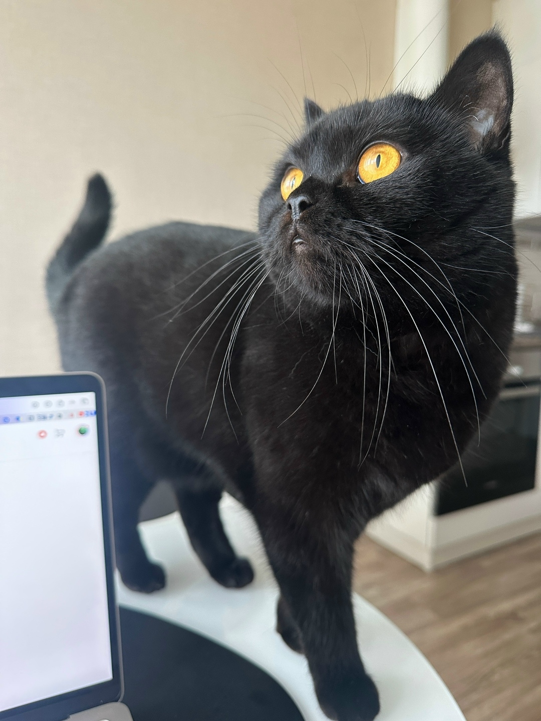 Пропала кошка в Кудрове — фото объявления