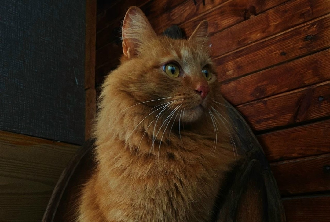 Пропала собака в Кудрове — фото объявления