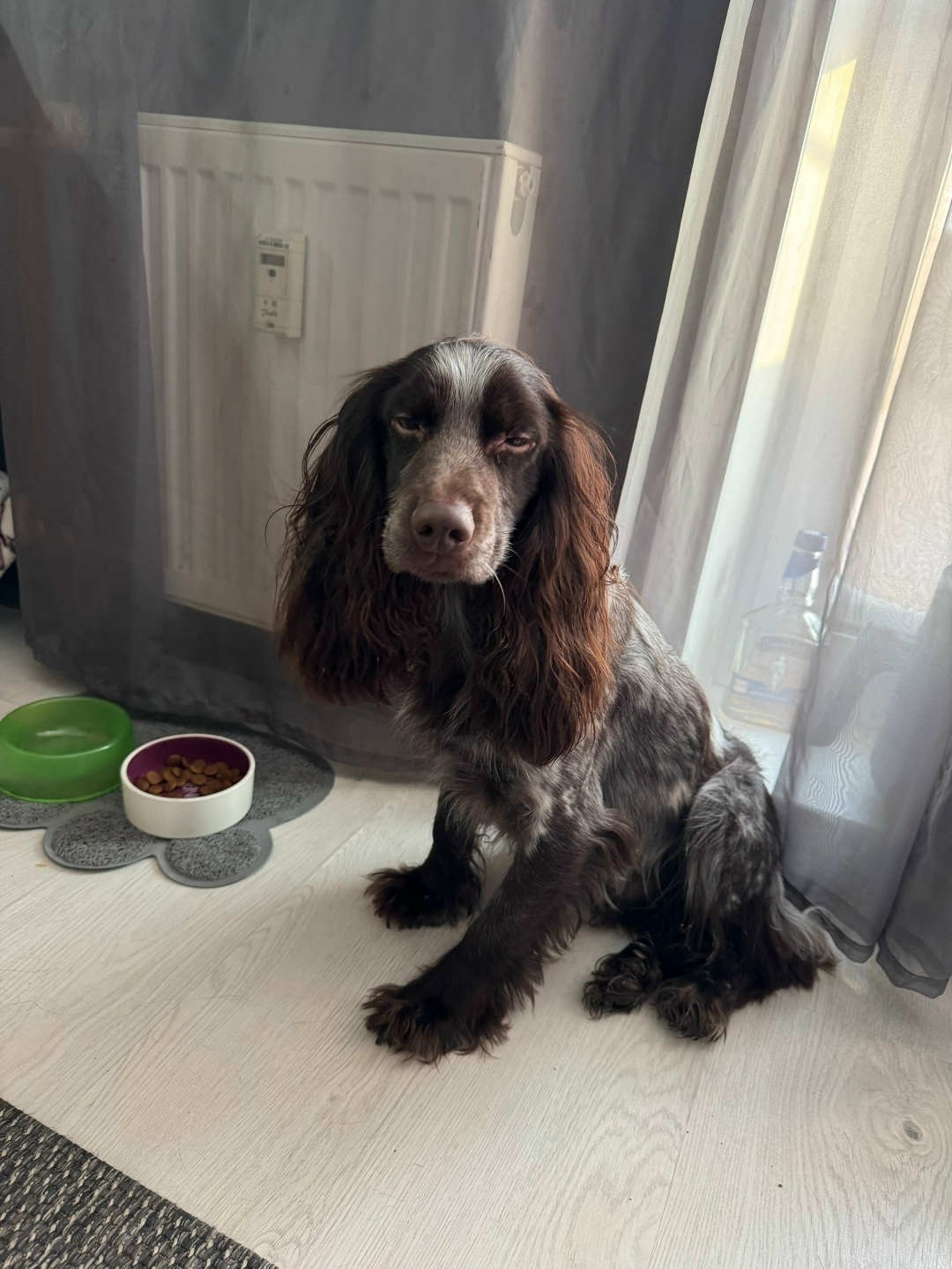 Найдена собака в Кудрове — фото объявления