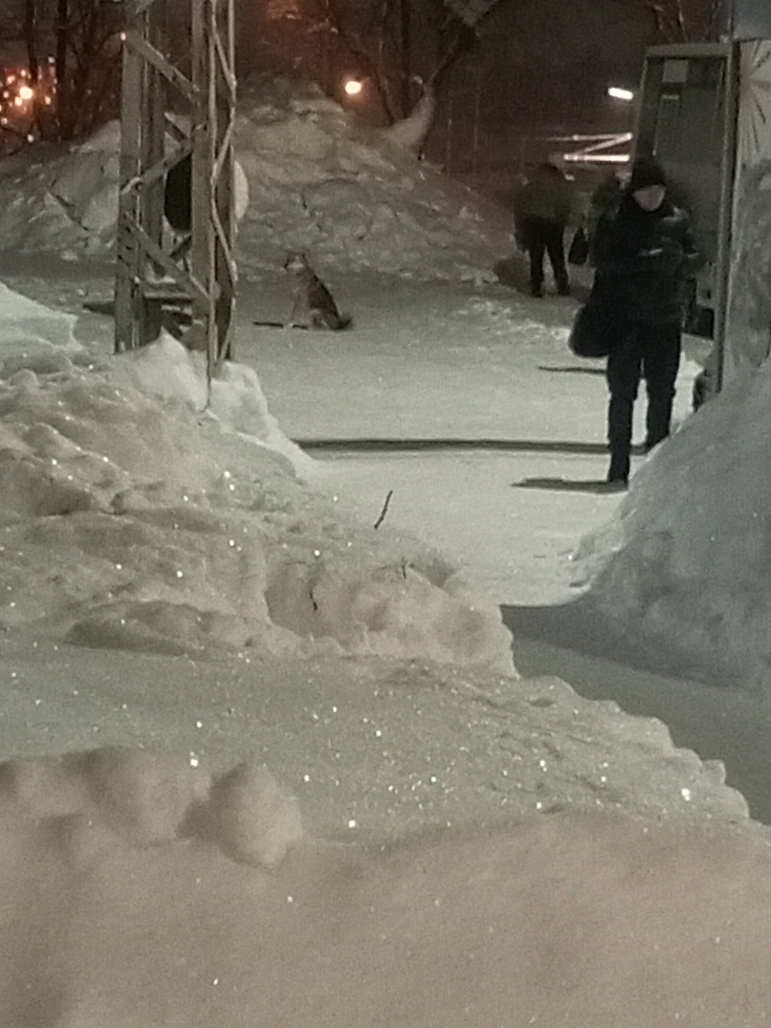 Пропала собака в Кудрове — фото объявления
