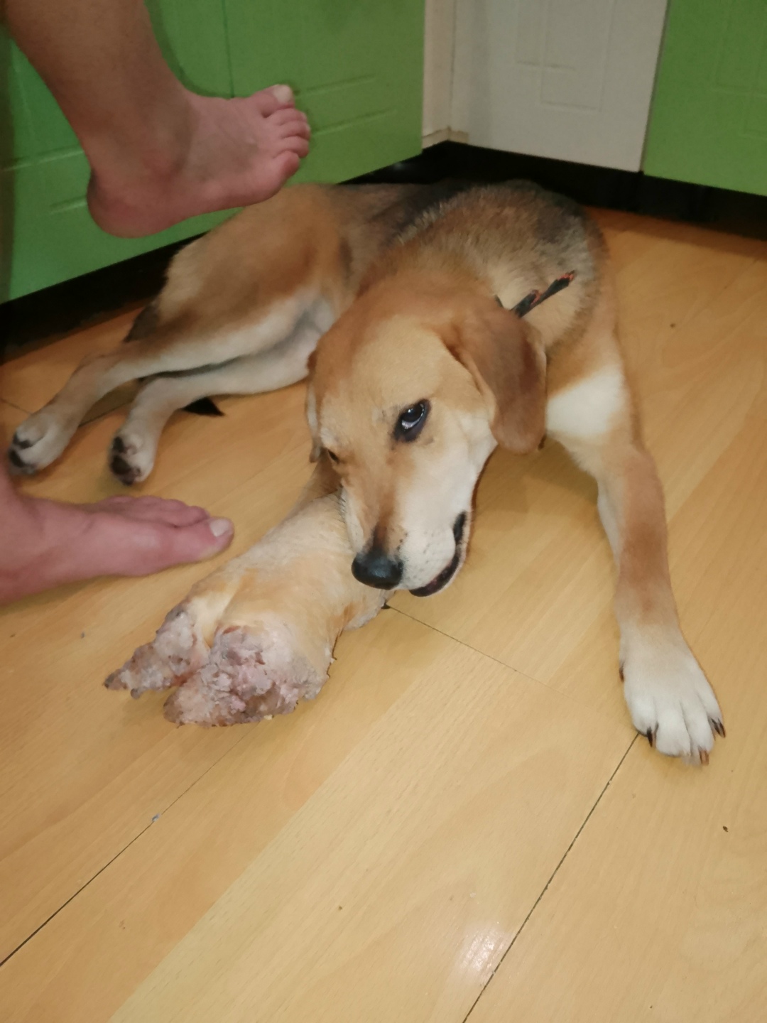 Найдена собака в Кудрове — фото объявления