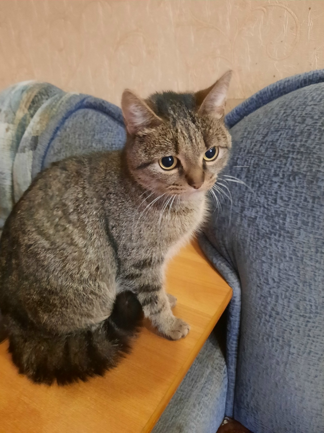 Найдена кошка в Кудрове — фото объявления