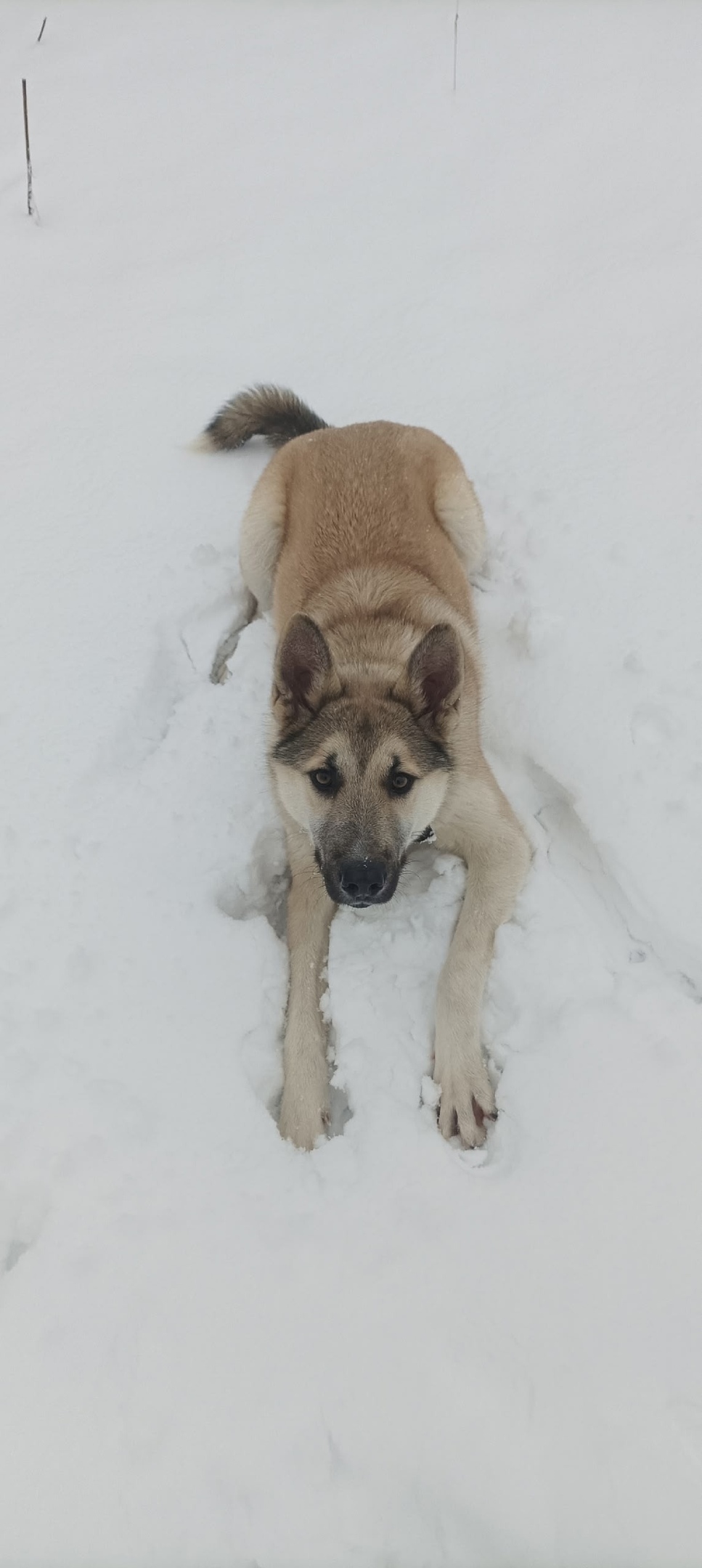 Пропала собака в Кудрове — фото объявления