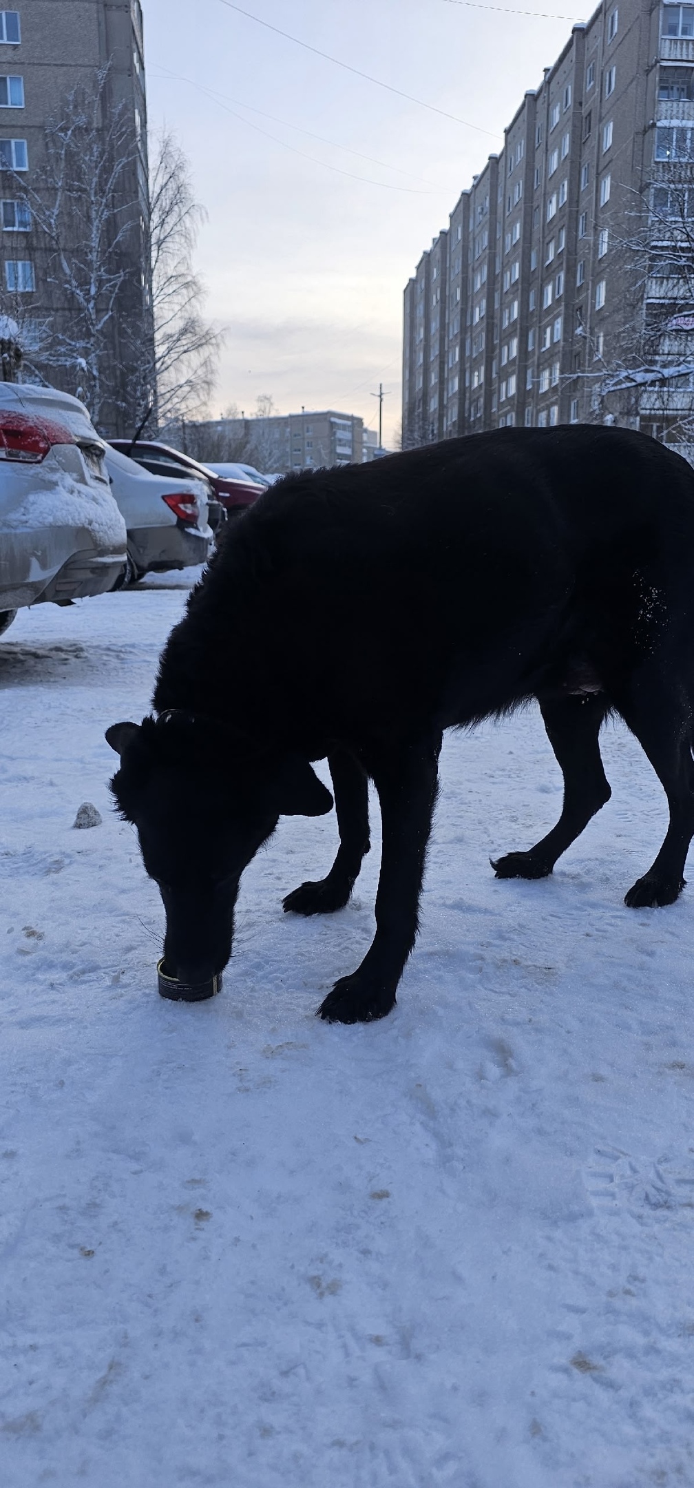 Пропала собака в Кудрове — фото объявления