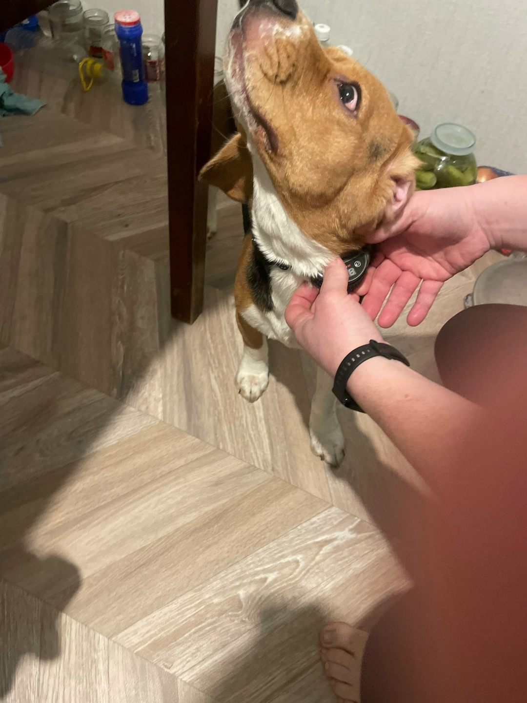 Найдена собака в Кудрове — фото объявления