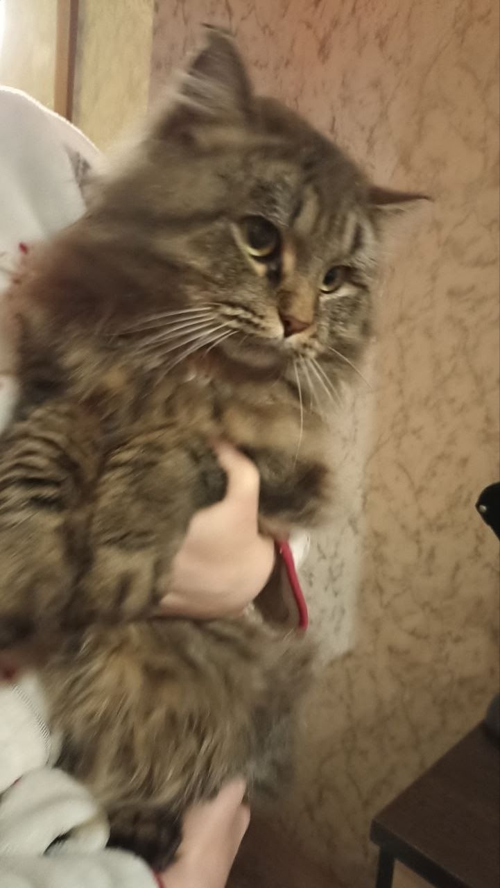 Найдена кошка в Кудрове — фото объявления