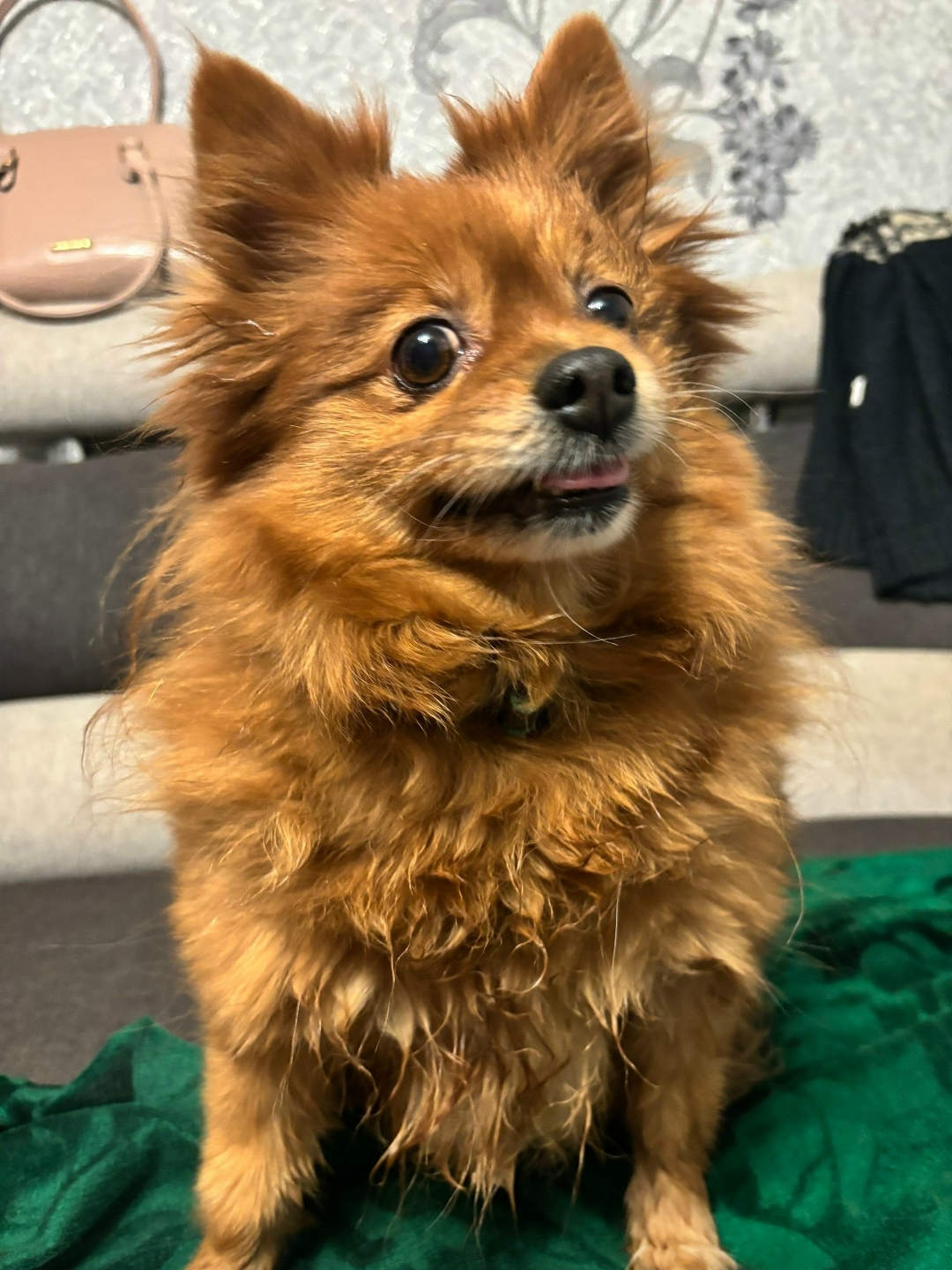 Найдена собака в Кудрове — фото объявления