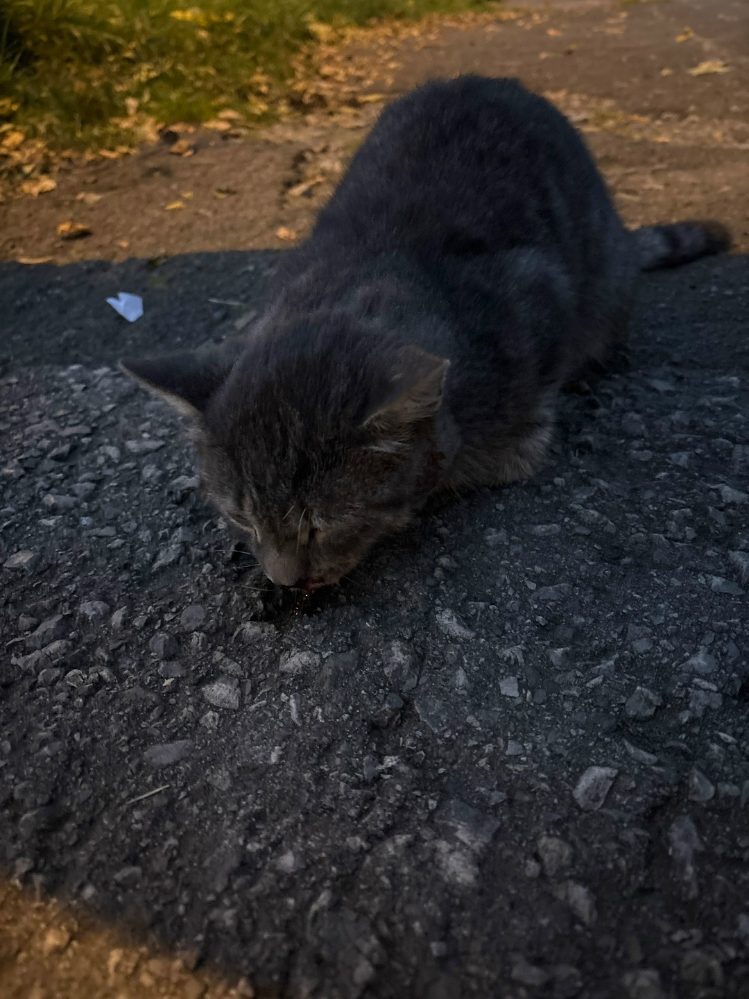 Найдена кошка в Кудрове — фото объявления