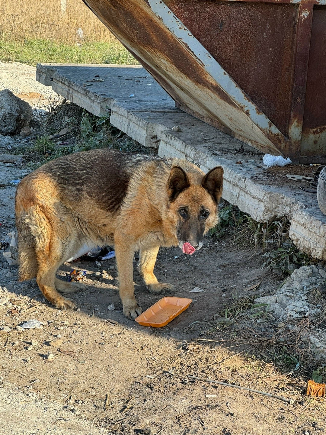 Пропала собака в Кудрове — фото объявления