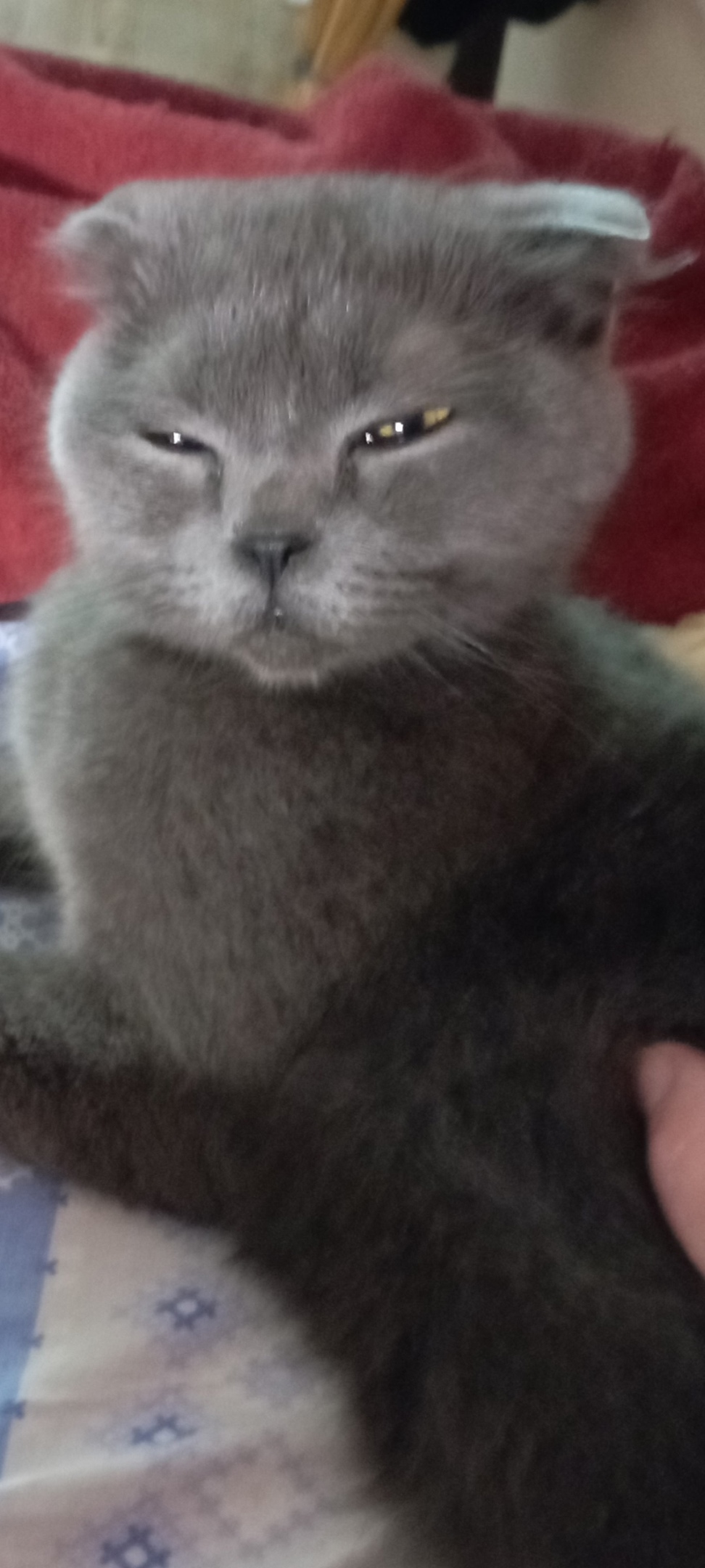 Пропала кошка в Кудрове — фото объявления