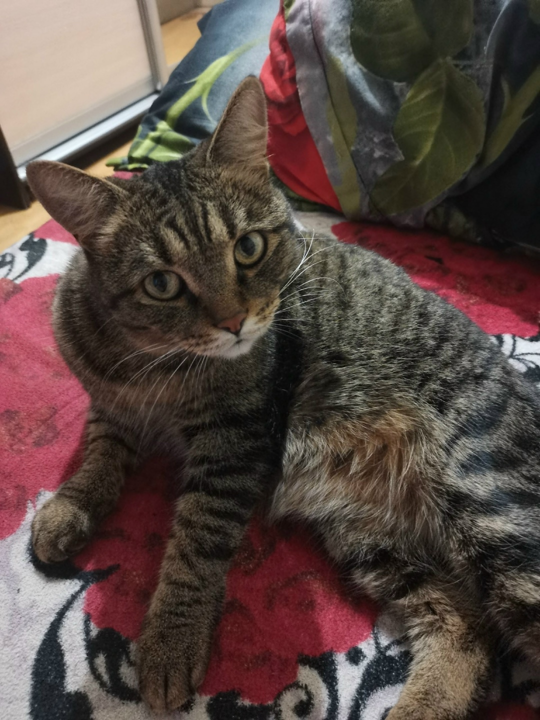 Пропала кошка в Кудрове — фото объявления