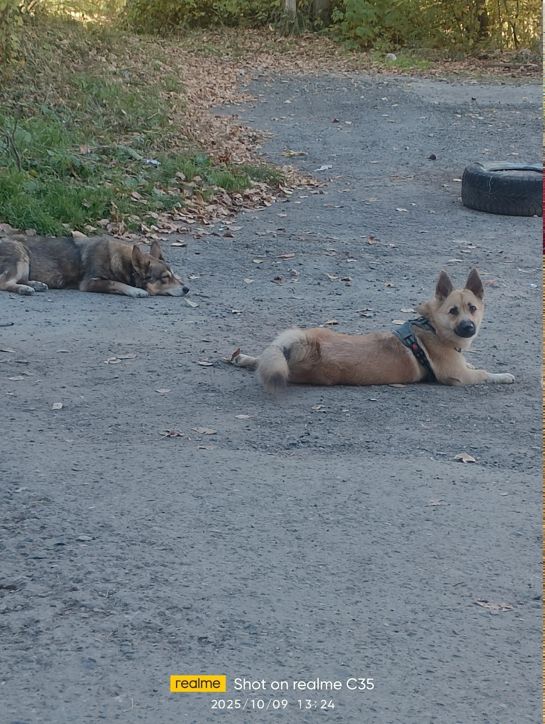 Пропала собака в Кудрове — фото объявления