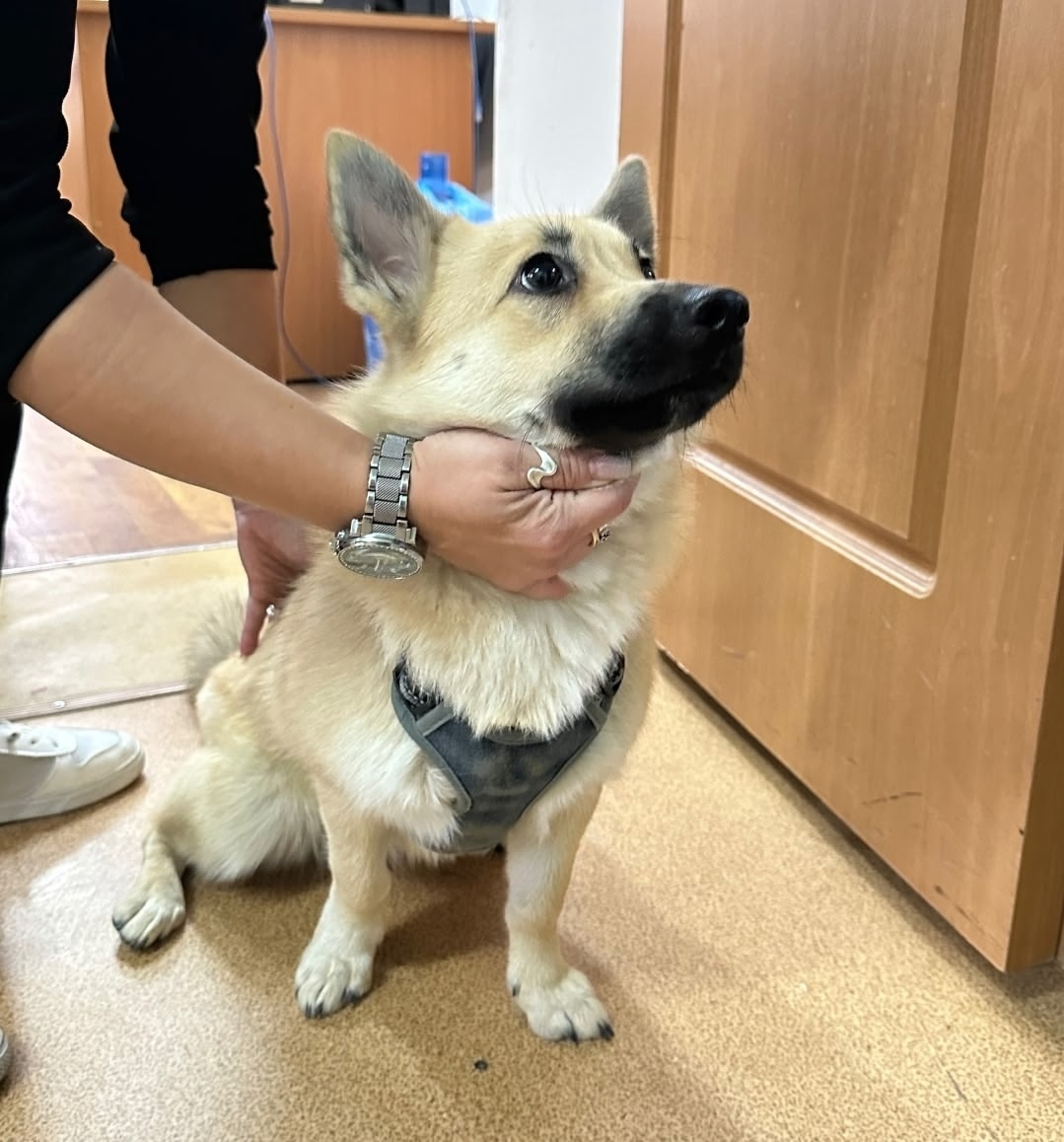 Найдена собака в Кудрове — фото объявления