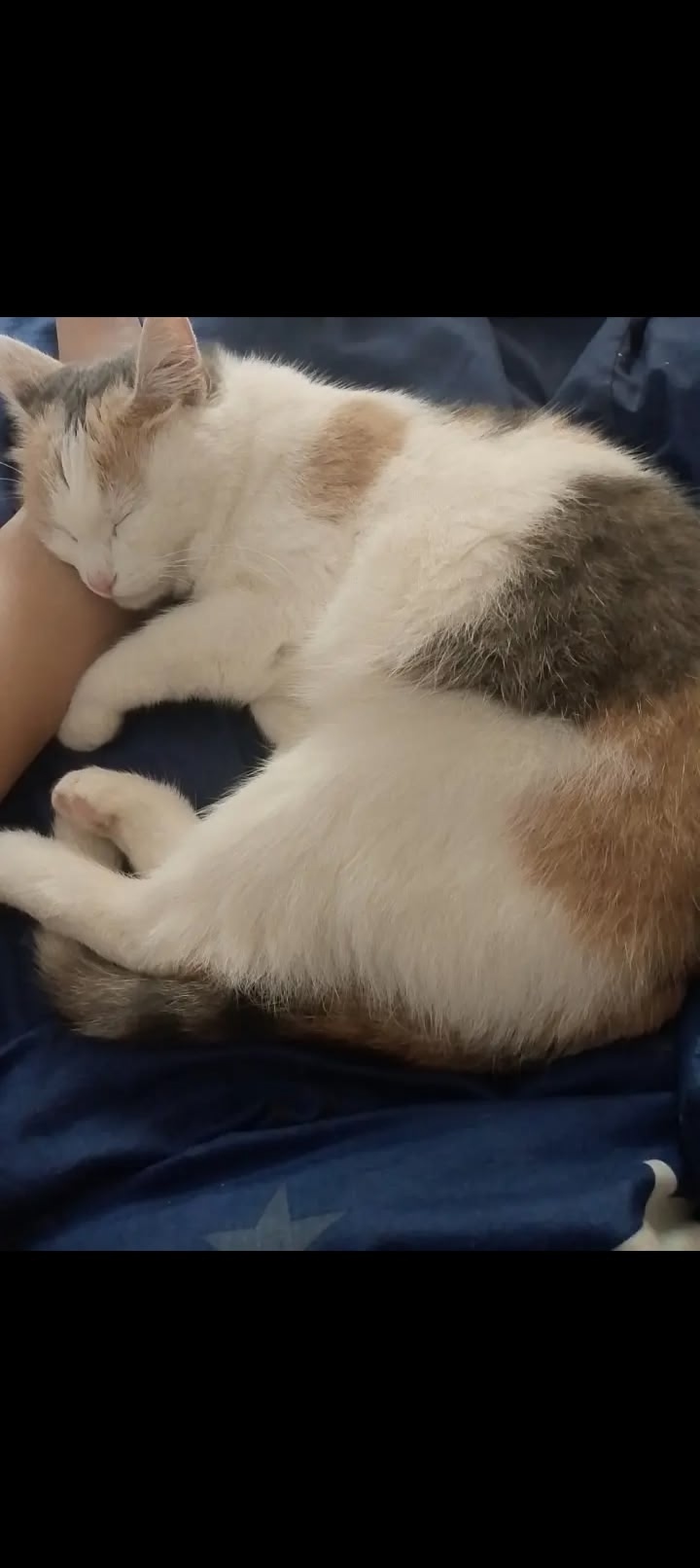 Пропала кошка в Кудрове — фото объявления