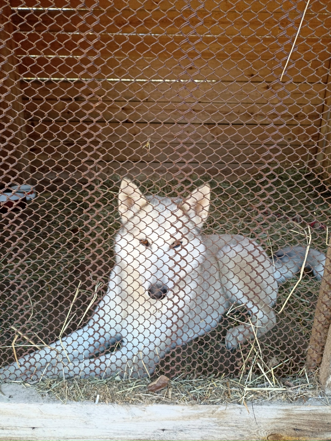 Пропала собака в Кудрове — фото объявления