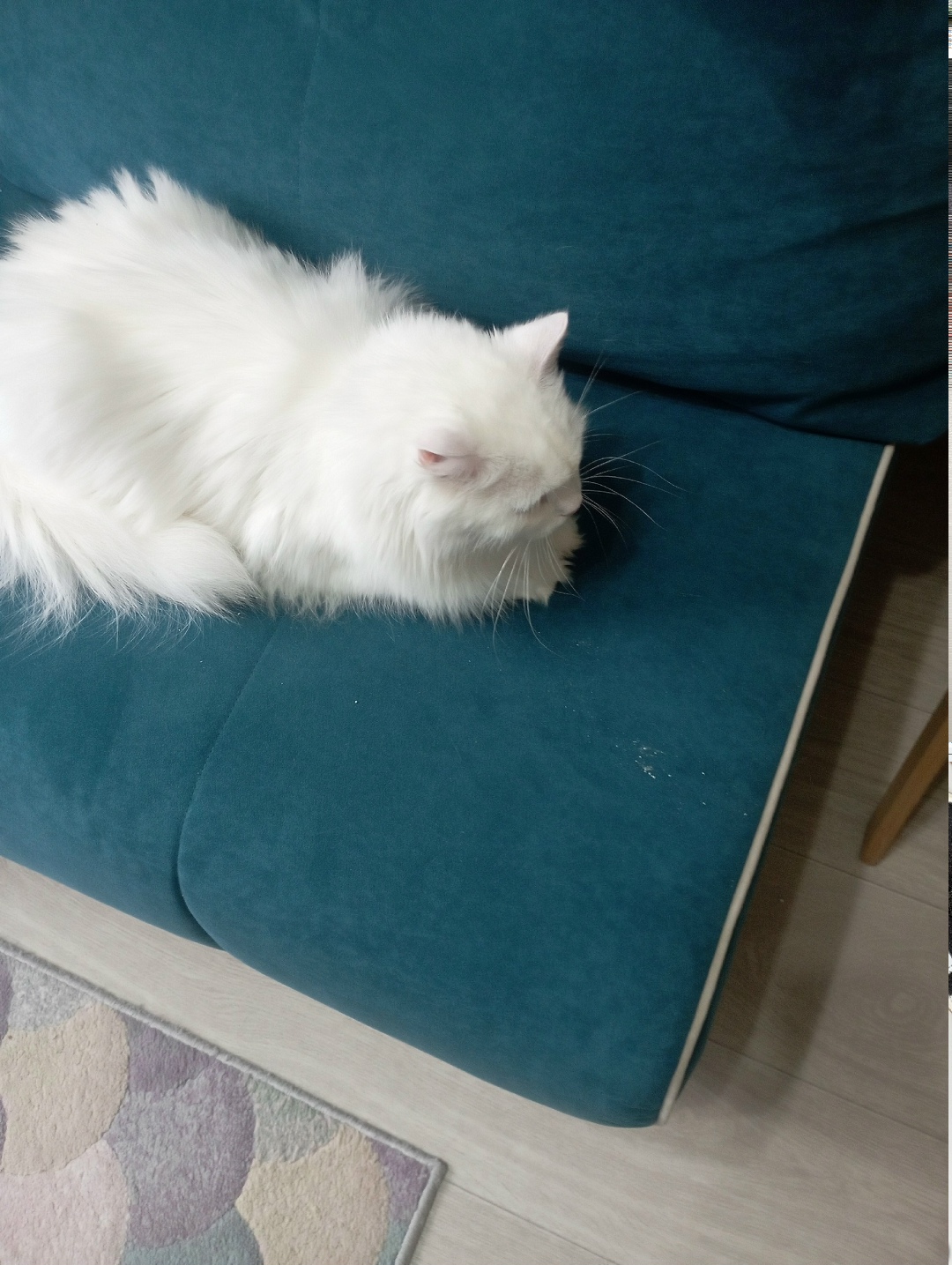 Найдена собака в Кудрове — фото объявления