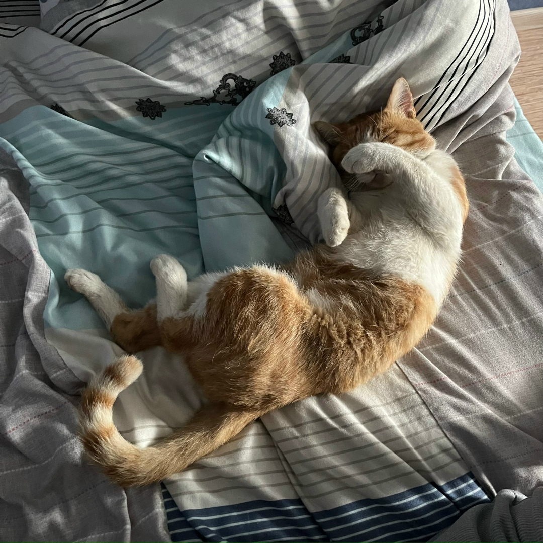 Пропала кошка в Мурине — фото объявления